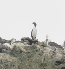 Leucocarbo bougainvillii