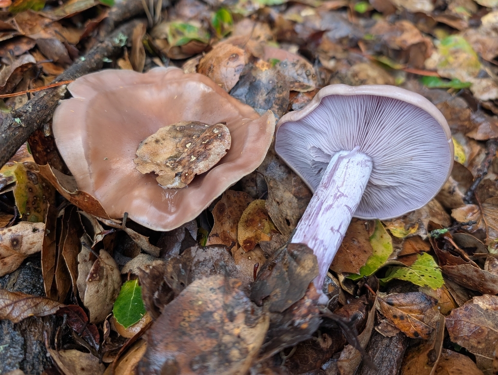 Collybia nuda · December 2025 · photo: © kueda (iNaturalist, cc0)