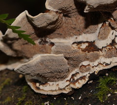 Datronia brunneoleuca