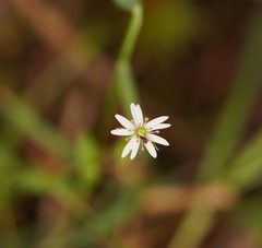 Stellaria flaccida