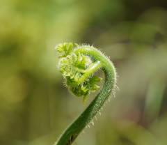 Calochlaena dubia