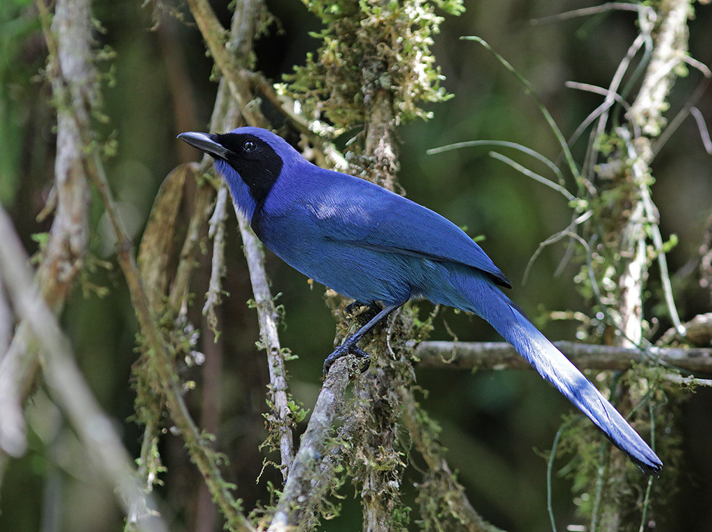Black-collared Jay photo