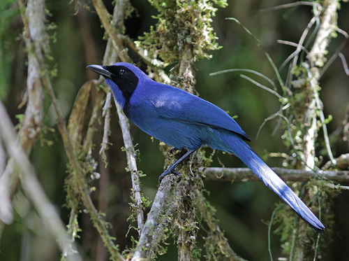 Black-collared Jay