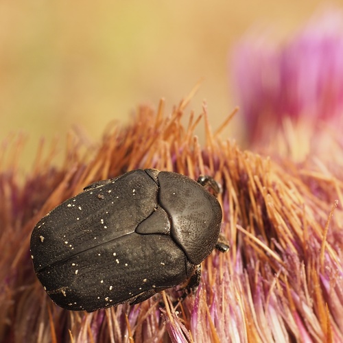 Speckled Rose Chafer