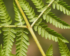 Calochlaena dubia