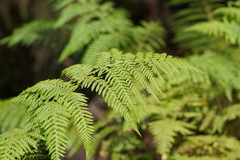 Calochlaena dubia