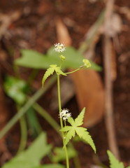 Hydrocotyle geraniifolia