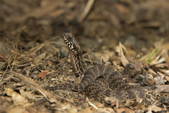 Acanthophis antarcticus