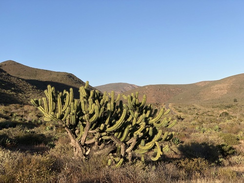 Myrtillocactus cochal, photograph 5