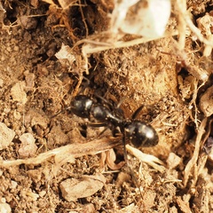Camponotus aethiops
