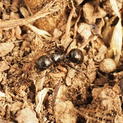 Camponotus aethiops