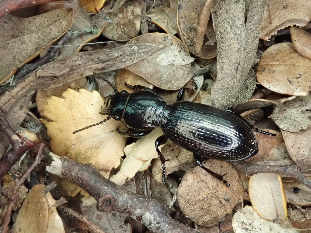Mecodema strictum