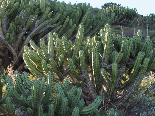 Myrtillocactus cochal, photograph 4