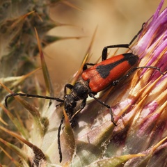 Stictoleptura cordigera