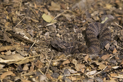 Acanthophis antarcticus
