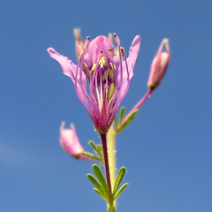 Cleome hirta