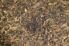 Acanthophis antarcticus