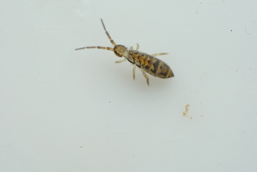 Orchesellides