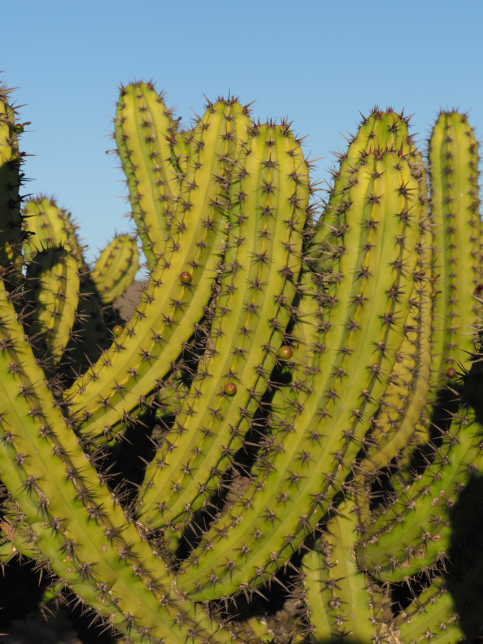 Baja California Candelabra Cactus (Myrtillocactus cochal)