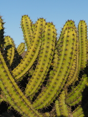 Myrtillocactus cochal, photograph (c) Rosario Douglas, some rights reserved (CC BY)