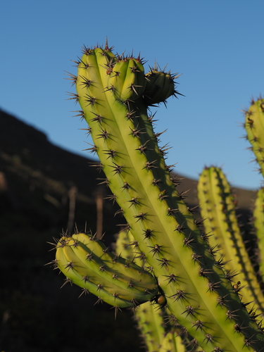 Myrtillocactus cochal, photograph 3