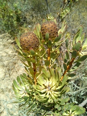 Leucadendron chamelaea