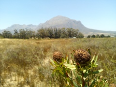 Leucadendron chamelaea