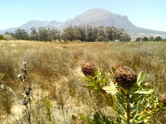 Leucadendron chamelaea