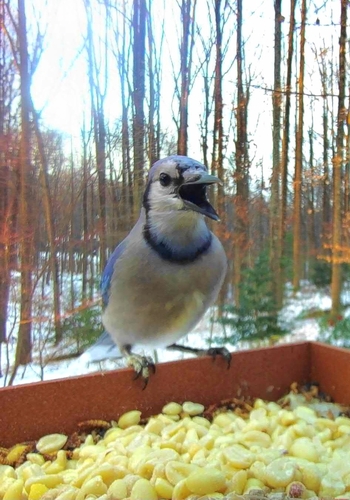 Blue Jay photographed in Maryland
