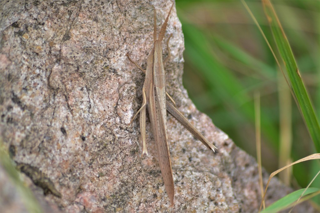 Hyalopteryx