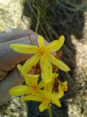 Bobartia indica