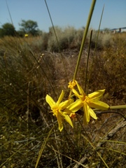 Bobartia indica