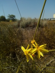 Bobartia indica
