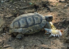 Chelonoidis chilensis