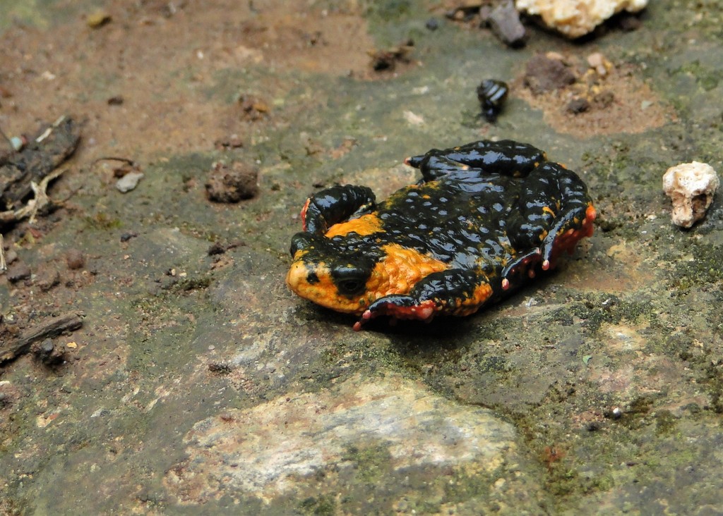 Red-Bellied Toad