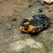 Yungas Red-bellied Toad - Photo (c) Carlos Otávio Gussoni, some rights reserved (CC BY-NC), uploaded by Carlos Otávio Gussoni