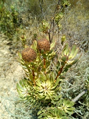 Leucadendron chamelaea