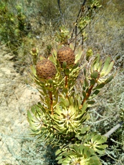 Leucadendron chamelaea