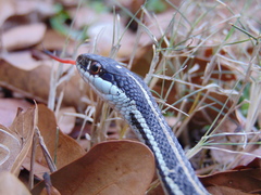 Thamnophis proximus proximus