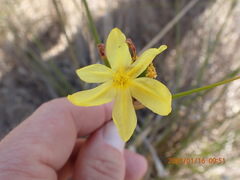 Bobartia indica