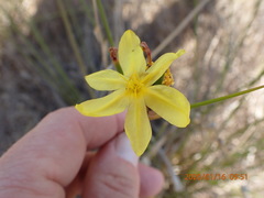 Bobartia indica