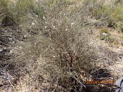 Eriocephalus africanus