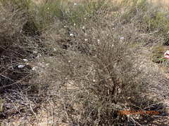 Eriocephalus africanus