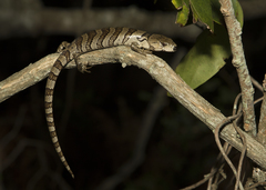 Cyclodomorphus gerrardii