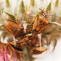 Carpocoris mediterraneus