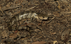 Cyclodomorphus gerrardii