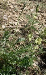 Oxytropis hippolyti