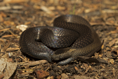 Cacophis squamulosus