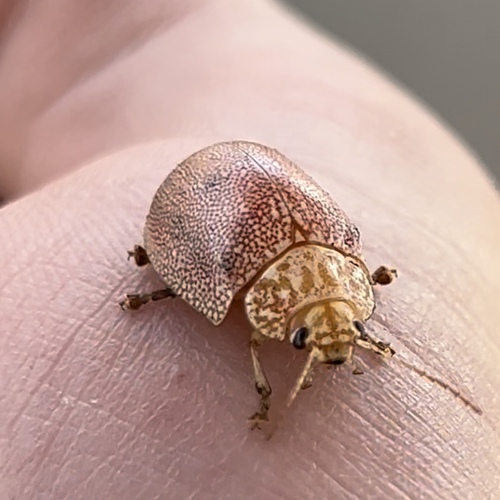 Dotted Paropsine Leaf Beetle photo 4