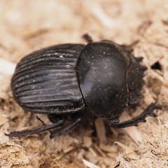Scarabaeus laticollis